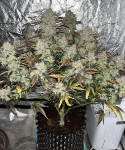 Blue Dream Auto Fem Esrar Tohumu (Fast Buds)