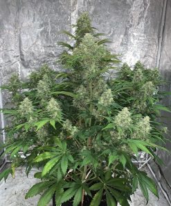Blue Dream Auto Fem Esrar Tohumu (Fast Buds)