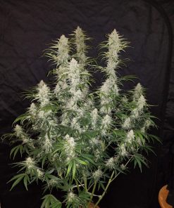 Blue Dream Auto Fem Esrar Tohumu (Fast Buds)