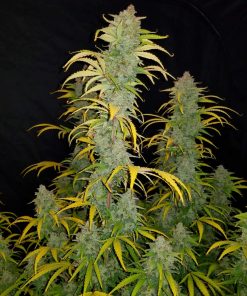 Blue Dream Auto Fem Esrar Tohumu (Fast Buds)