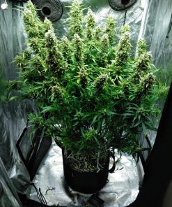 Blue Dream Auto Fem Esrar Tohumu (Fast Buds)