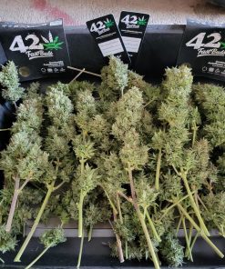 Blue Dream Auto Fem Esrar Tohumu (Fast Buds)