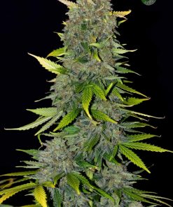 Blue Dream Auto Fem Esrar Tohumu (Fast Buds)