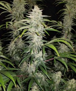 Blue Dream Auto Fem Esrar Tohumu (Fast Buds)