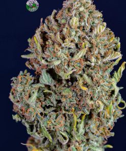 Blue Dream Auto Fem Esrar Tohumu (Fast Buds)