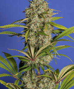 Blue Dream Auto Fem Esrar Tohumu (Fast Buds)