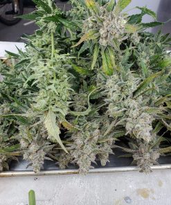 Blue Dream Auto Fem Esrar Tohumu (Fast Buds)
