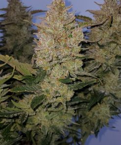 Blue Dream Auto Fem Esrar Tohumu (Fast Buds)