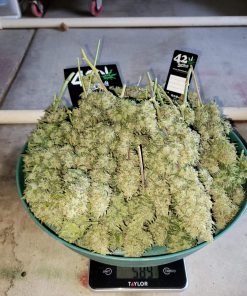 Blue Dream Auto Fem Esrar Tohumu (Fast Buds)