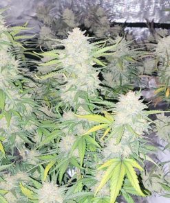 Blue Dream Auto Fem Esrar Tohumu (Fast Buds)