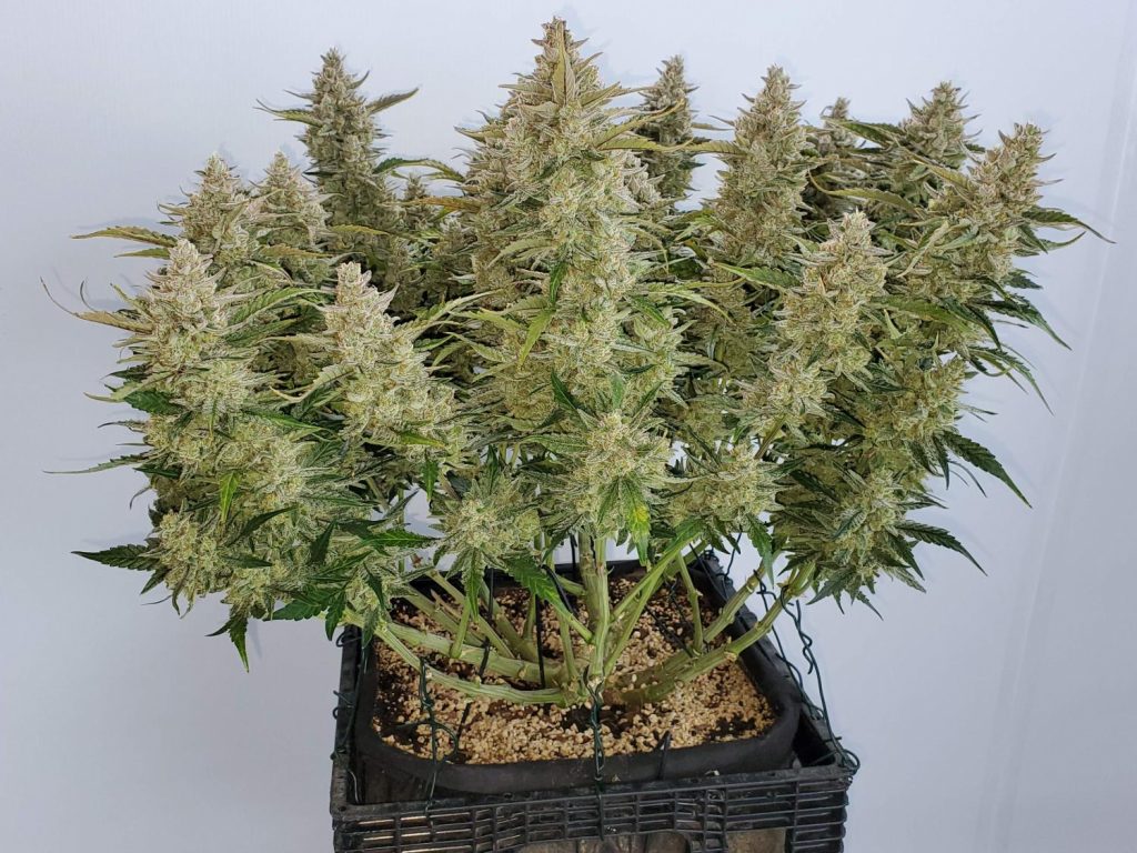 Blue Dream Auto Fem Esrar Tohumu (Fast Buds)