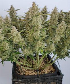 Blue Dream Auto Fem Esrar Tohumu (Fast Buds)
