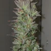 Blue Dream Auto Fem Esrar Tohumu (Humboldt Seed Organization)