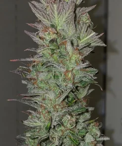 Blue Dream Auto Fem Esrar Tohumu (Humboldt Seed Organization)