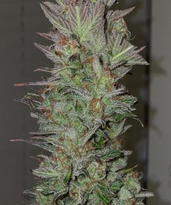 Blue Dream Auto Fem Esrar Tohumu (Humboldt Seed Organization)