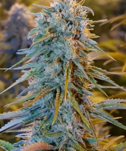 Blue Dream Feminized Esrar Tohumu (Humboldt Seed Organization)