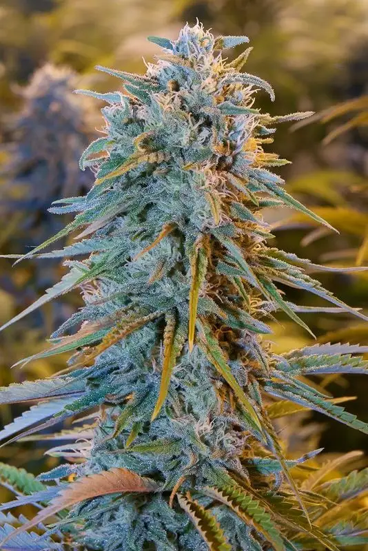 Blue Dream Feminized Esrar Tohumu (Humboldt Seed Organization)