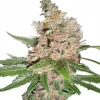 Blue Dream Feminized Esrar Tohumu (ILGM)