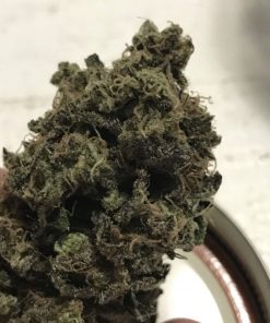 Blue Dream Feminized Esrar Tohumu (ILGM)