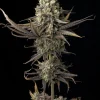 Blue Dream Feminized Esrar Tohumu (Seedsman)