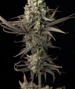 Blue Dream Feminized Esrar Tohumu (Seedsman)