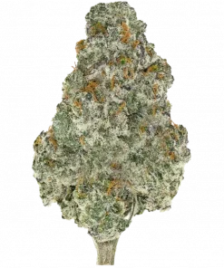 Blue Dream Full Term, yaban mersini aroması ve yüksek THC içeriğiyle bilinen sativa baskın türdür. Canlandırıcı etkilerini keşfedin ve hemen görüntüleyin.
