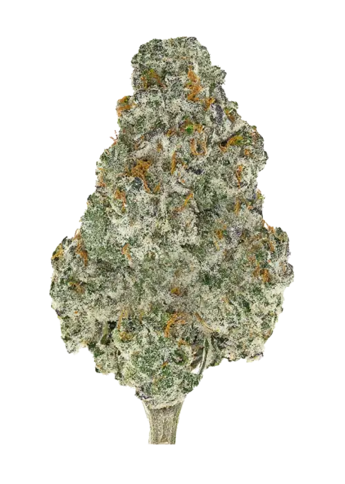 Blue Dream Full Term, yaban mersini aroması ve yüksek THC içeriğiyle bilinen sativa baskın türdür. Canlandırıcı etkilerini keşfedin ve hemen görüntüleyin.