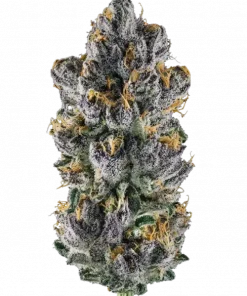 Blue Dream Semi, mango ve yaban mersini aromalı, yüksek THC'li Sativa baskın bir türdür. Canlandırıcı etkileriyle öne çıkar. Genetik yapısını keşfedin.