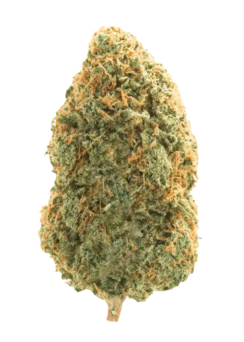 Blue Dream, tatlı böğürtlen aroması ve THC içeriğiyle öne çıkan Sativa baskın bir türdür. Eşsiz genetik yapısını ve etkilerini keşfedin.