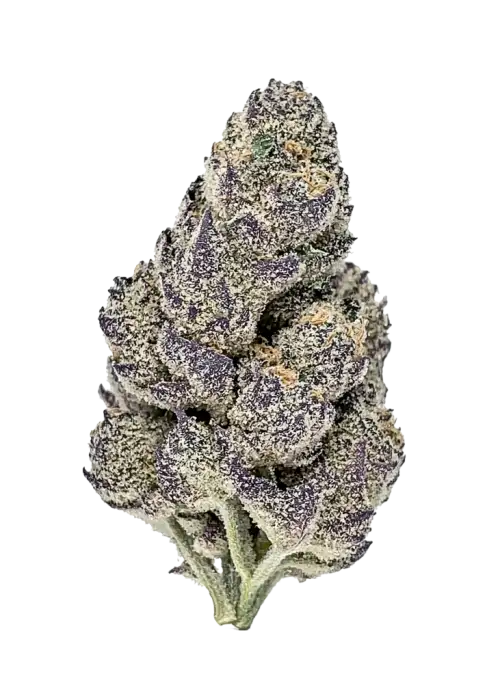 Blue Face, yaban mersini aroması ve 'a varan THC içeriğiyle öne çıkan Sativa baskın bir türdür. Yaratıcılığı artıran etkilerini keşfedin ve hemen inceleyin.