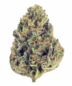 Blue Gelato, tatlı orman meyveleri aroması ve yüksek THC içeriğiyle bilinen Indica dominant bir türdür. Zihinsel ve fiziksel etkilerini keşfedin.