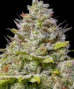 Blue Gelato 41 Feminized Esrar Tohumu (Barney's Farm)