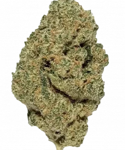 Blue Guava, tatlı yaban mersini aroması ve dengeli etkisiyle öne çıkan bir hibrit türdür. Yüksek THC içeriğiyle dikkat çeken bu türün genetik yapısını keşfedin.