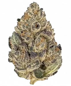 Blue Ivory, tropikal meyve aromaları ve THC oranıyla öne çıkan Sativa baskın türdür. Yaratıcılığı tetikleyen bu türün genetik yapısını keşfedin.