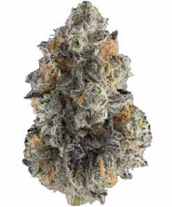 Blue Juice, tatlı yaban mersini ve tropikal meyve aromalarıyla öne çıkan dengeli bir hibrit türdür. Yaratıcılığı ve rahatlamayı bir arada sunar. Özelliklerini keşfedin.