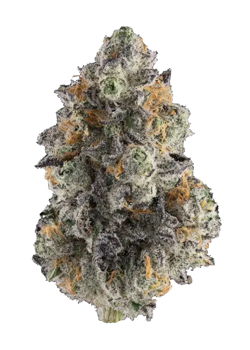 Blue Juice, tatlı yaban mersini ve tropikal meyve aromalarıyla öne çıkan dengeli bir hibrit türdür. Yaratıcılığı ve rahatlamayı bir arada sunar. Özelliklerini keşfedin.