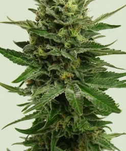 Blue Mystic Feminized Esrar Tohumu (Royal Queen Seeds)