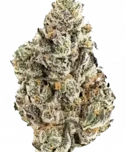 Blue Nerds, tatlı yaban mersini aroması ve dengeli yapısıyla öne çıkan 50/50 hibrit bir türdür. Ödüllendirici genetik yapısını keşfedin ve etkilerini görüntüleyin.