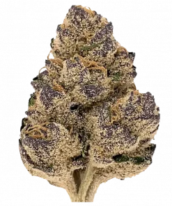 Blue Power, yaban mersini aroması ve THC oranıyla öne çıkan Indica dominant bir türdür. Genetik yapısını ve potansiyel faydalarını keşfedin.