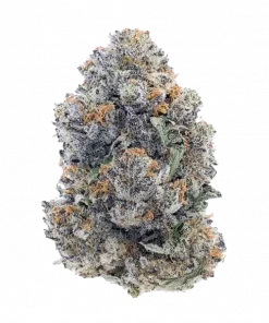 Blue Sherbert, tatlı meyve aromaları ve enerjik etkileriyle bilinen Sativa baskın bir türdür. Yüksek verimli genetik yapısını keşfedin ve özelliklerini görüntüleyin.