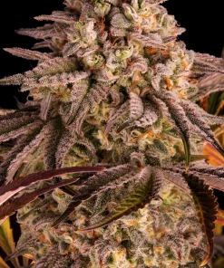 Blue Sunset Sherbert Feminized Esrar Tohumu (Barney's Farm)