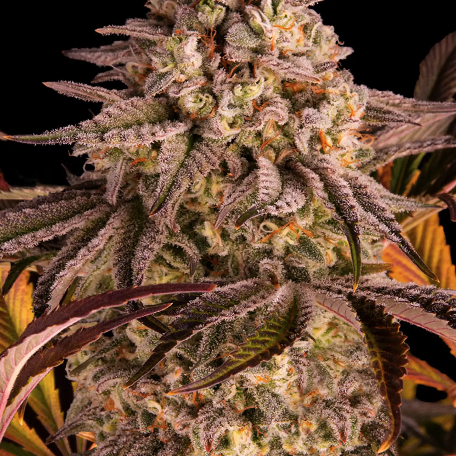 Blue Sunset Sherbert Feminized Esrar Tohumu (Barney's Farm)