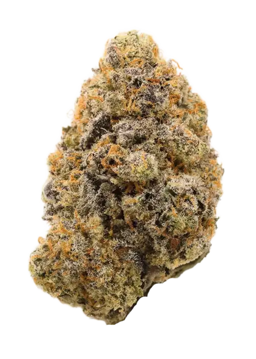 Blue Sunset, tatlı yaban mersini aromasıyla öne çıkan indica baskın bir türdür. Stres ve ağrı için ideal. Genetik yapısını ve etkilerini keşfedin.