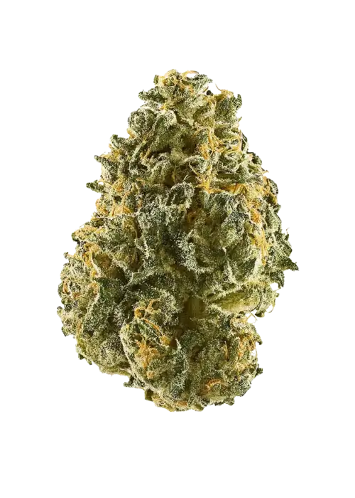 Blue Truffle, yaban mersini aromaları ve rahatlatıcı etkisiyle bilinen Indica baskın bir türdür. Bipolar bozukluk tedavisinde potansiyelini keşfedin. Hemen görüntüleyin.