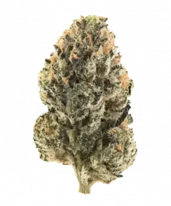 Blue Zuava, tatlı yaban mersini aroması ve THC oranıyla öne çıkan Indica baskın bir türdür. Dengeli etkilerini ve genetik yapısını keşfedin.