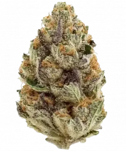 Blue Zushi, toprak ve çiçek aromalarıyla öne çıkan Indica baskın bir türdür. Anksiyete ve ağrıları hafifletmek için ideal. Etkilerini keşfedin.