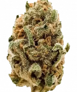 Blueberry, tatlı yaban mersini aroması ve rahatlatıcı etkileriyle bilinen, ödüllü bir indica türüdür. Eşsiz genetik yapısını keşfedin ve özelliklerini görüntüleyin.