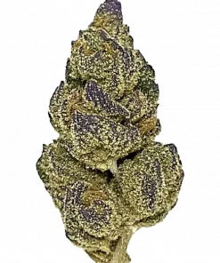 Blueberry AK, tatlı yaban mersini aroması ve dengeli etkisiyle bilinen 50/50 hibrit türüdür. Bu eşsiz türün genetik yapısını ve faydalarını keşfedin.