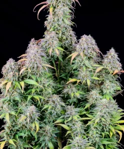 Blueberry Auto Fem Esrar Tohumu (Fast Buds)