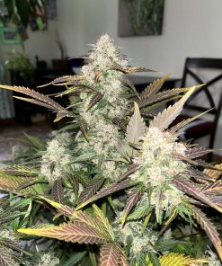 Blueberry Auto Fem Esrar Tohumu (Fast Buds)